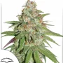 Насіння конопель Glueberry O.G.® від Dutch Passion